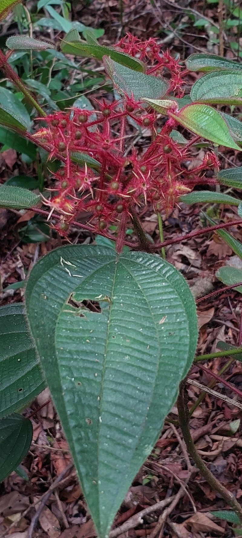 Miconia oocarpa photo 7