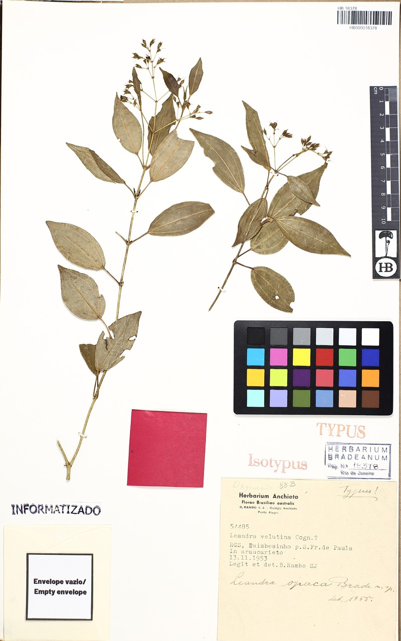 Miconia opaca