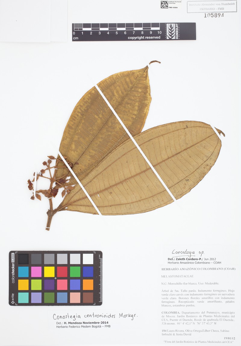 Miconia ortiziae