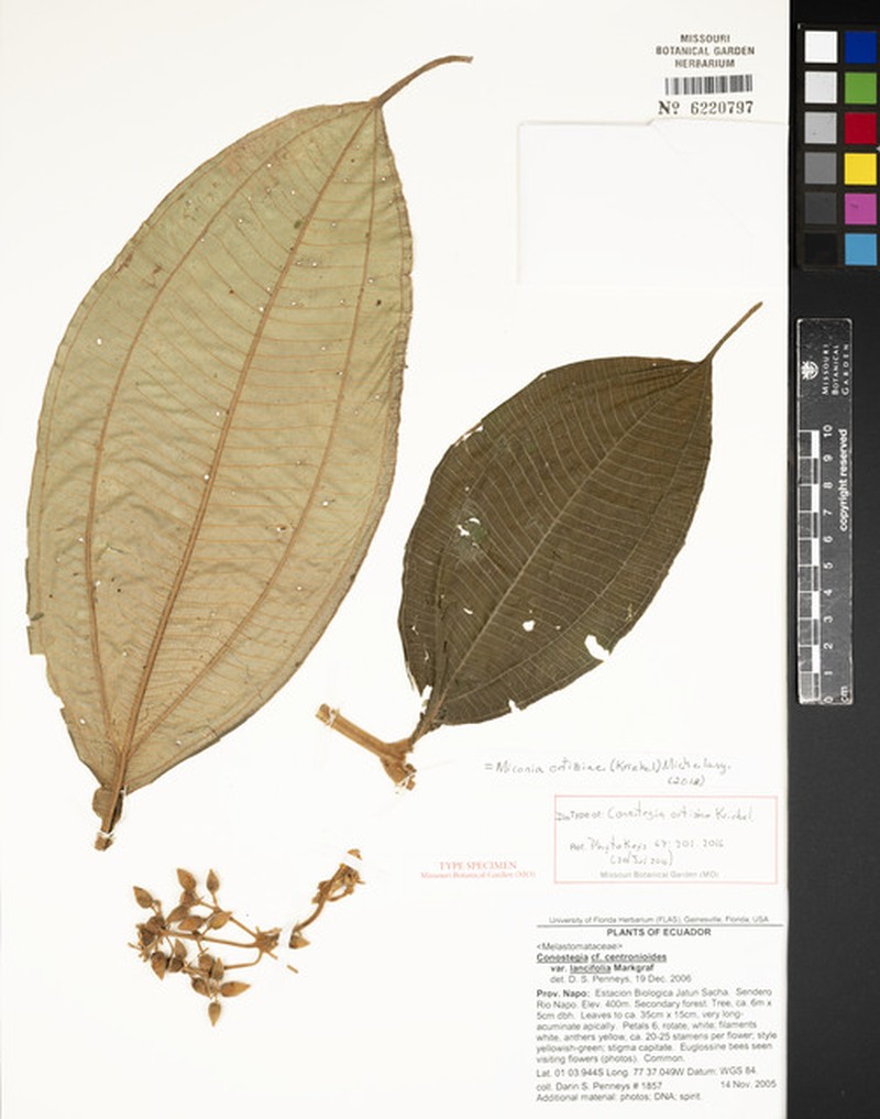 Miconia ortiziae photo 2