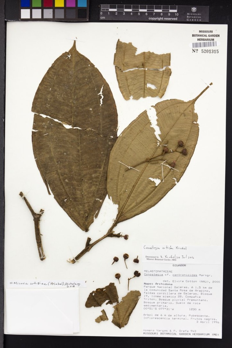 Miconia ortiziae photo 3
