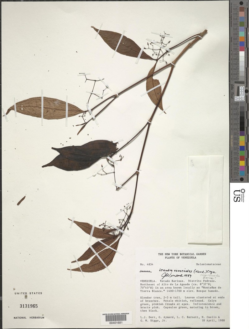 Miconia ossaeoides