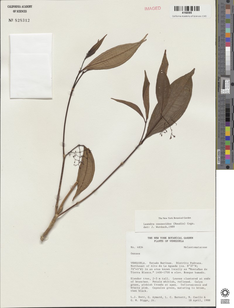 Miconia ossaeoides photo 2