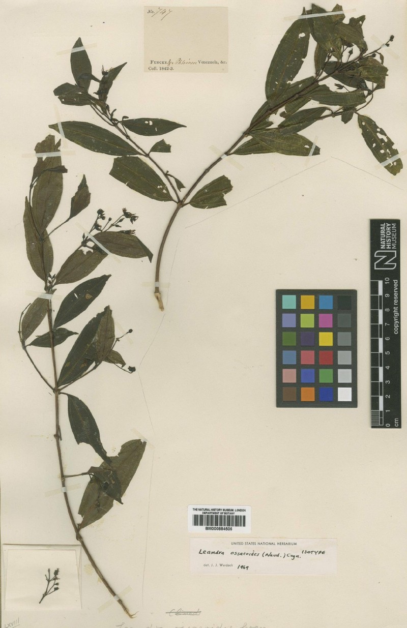 Miconia ossaeoides photo 3