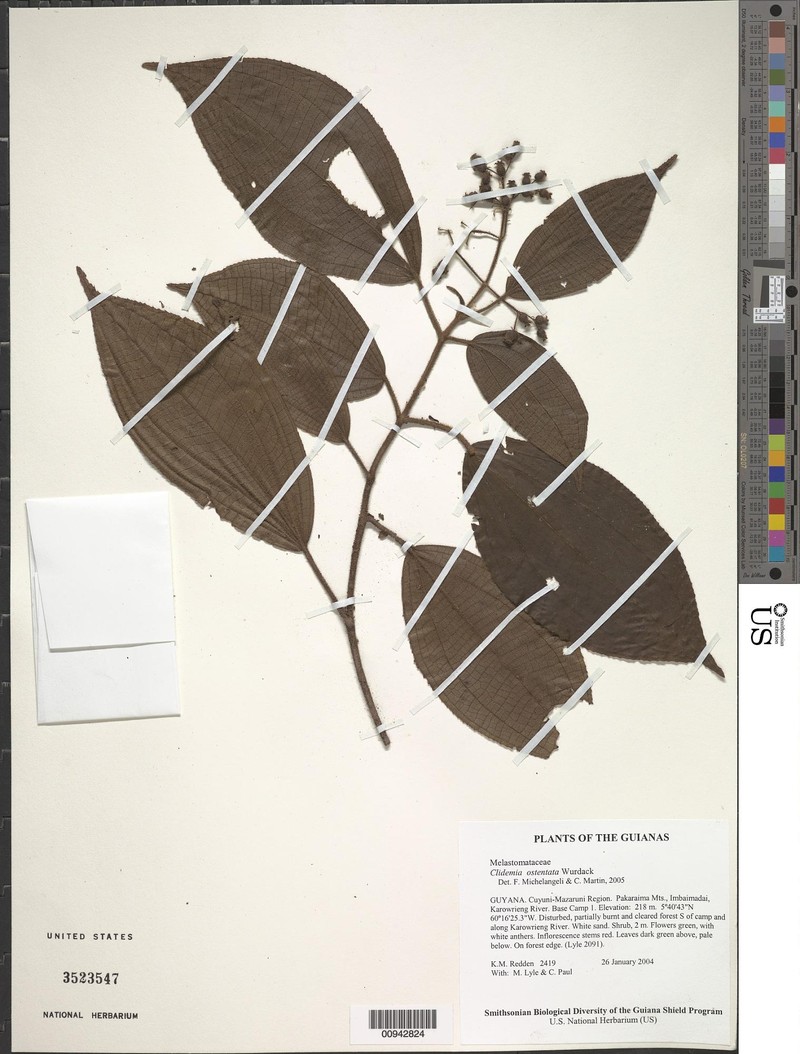 Miconia ostentata