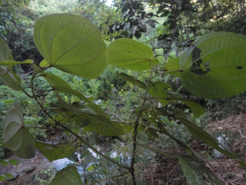 Miconia ostrina photo 2