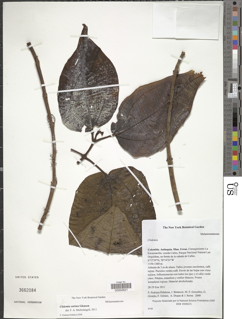 Miconia ostrina photo 3