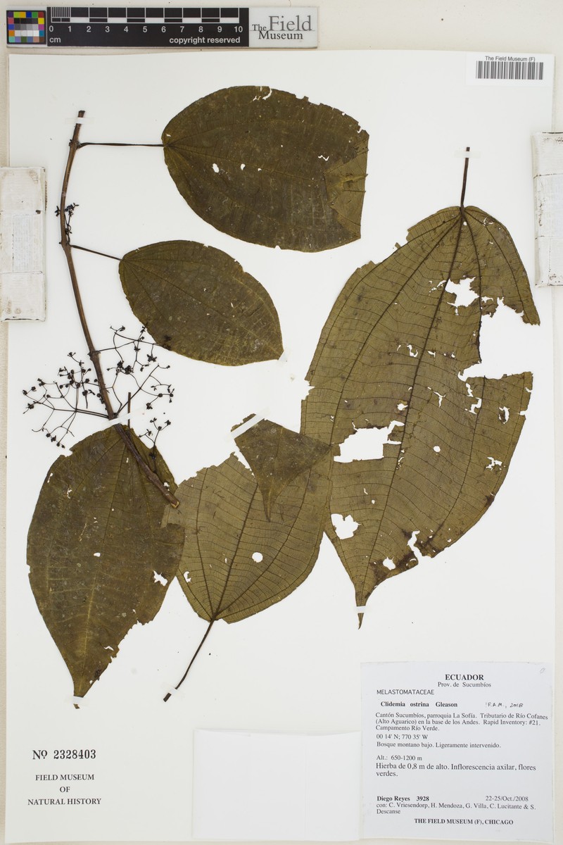 Miconia ostrina photo 4