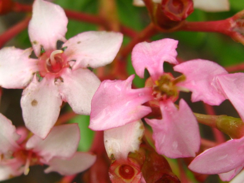 Miconia pachyantha