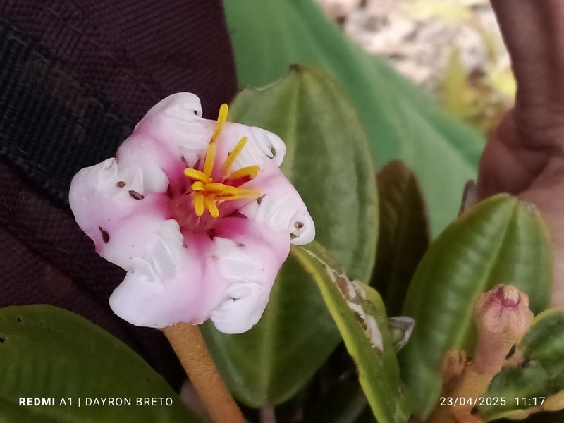 Miconia pachyantha photo 2