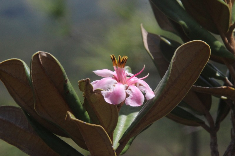 Miconia pachyantha photo 5