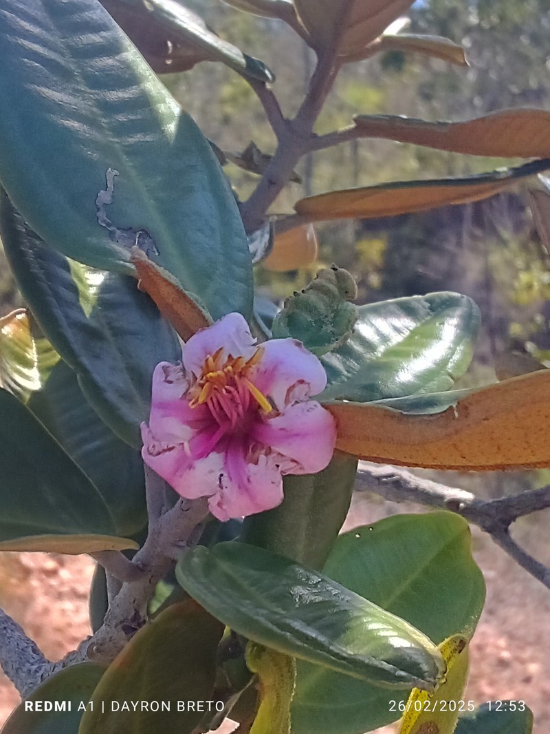 Miconia pachyantha photo 6