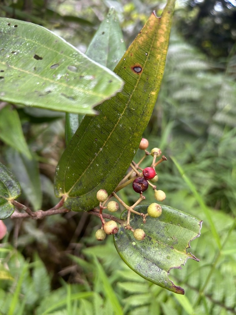 Camasey Racimoso