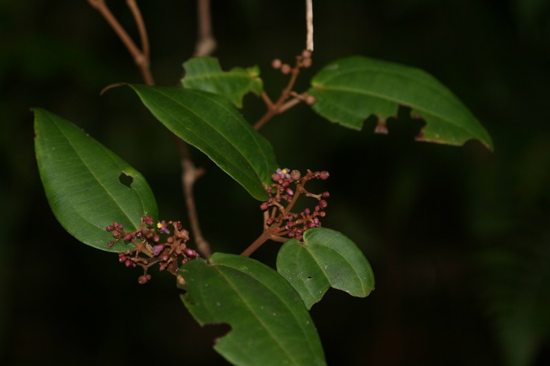 Camasey Racimoso photo 3