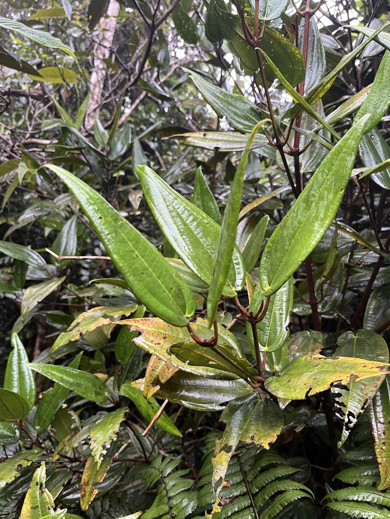 Camasey Racimoso photo 6