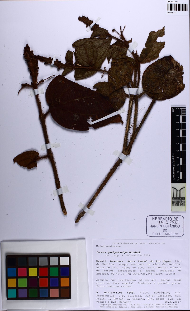 Miconia pachystachya