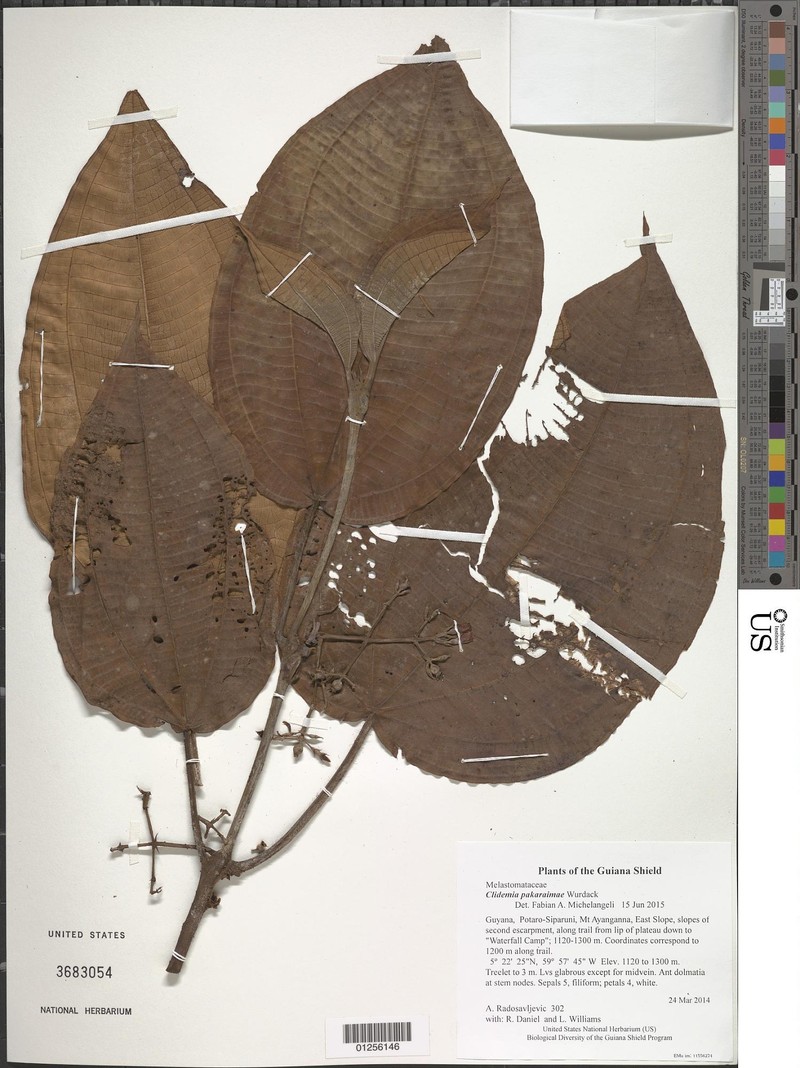 Miconia pakaraimae