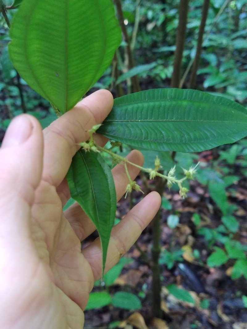 Miconia paleaciramis