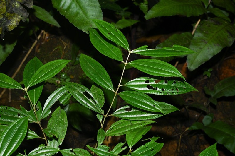 Miconia paleaciramis photo 2