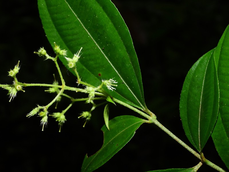 Miconia paleaciramis photo 4