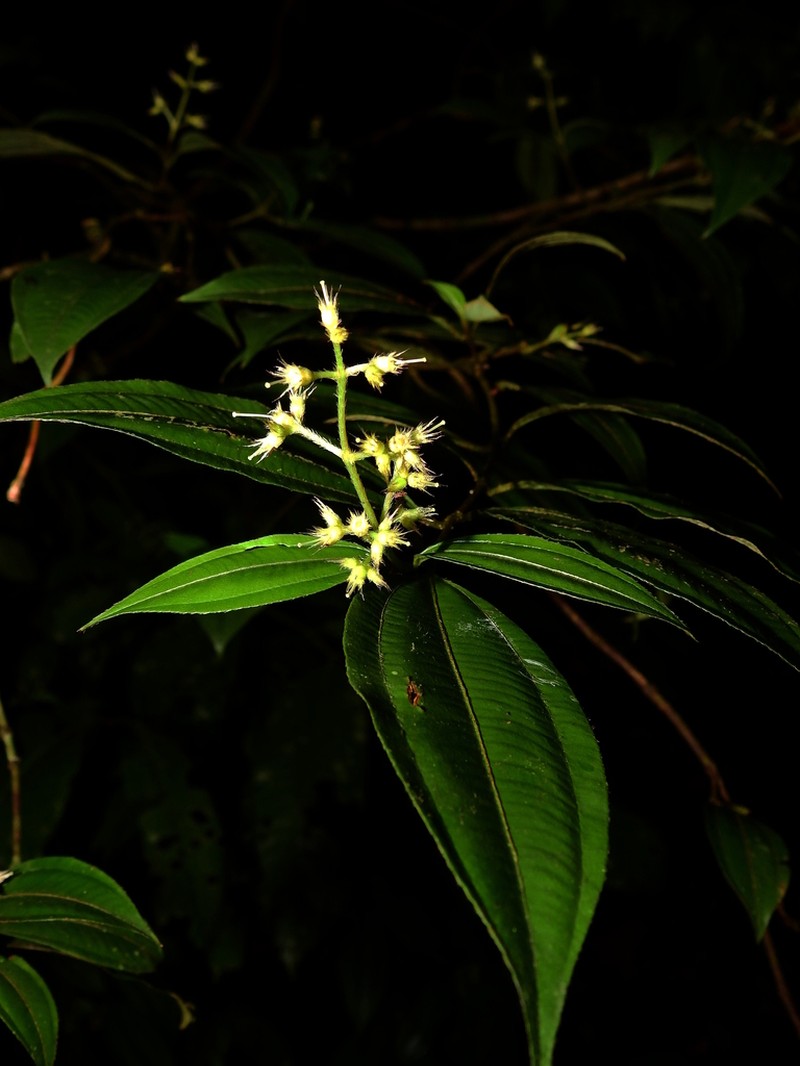 Miconia paleaciramis photo 5