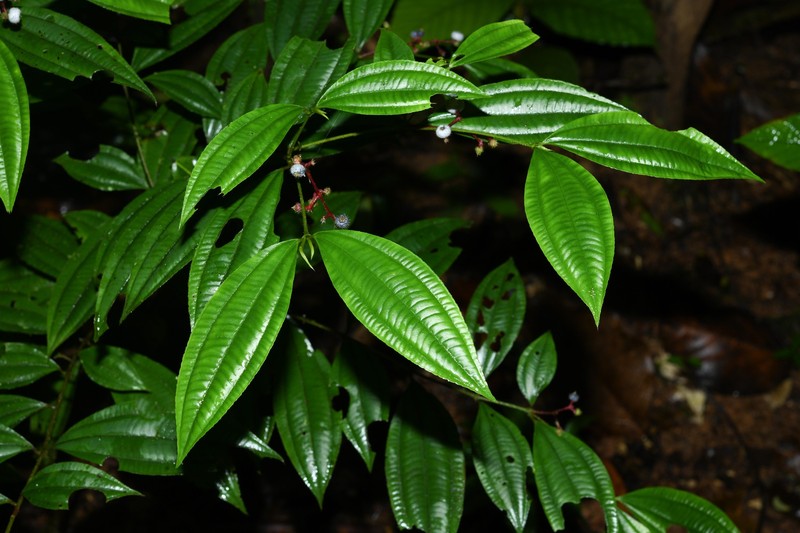 Miconia paleaciramis photo 6