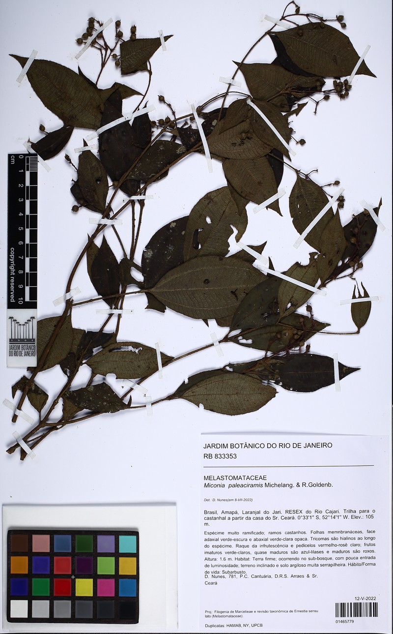 Miconia paleaciramis photo 7