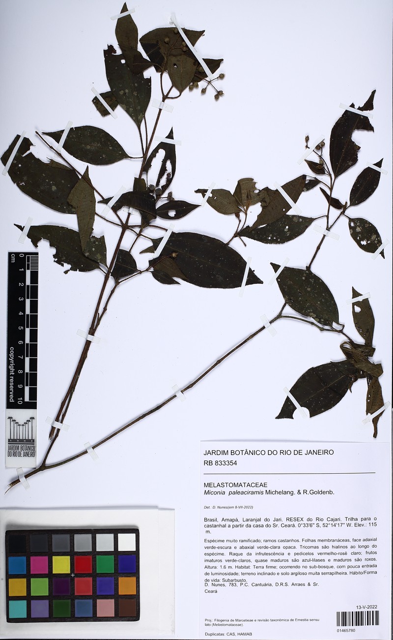 Miconia paleaciramis photo 8