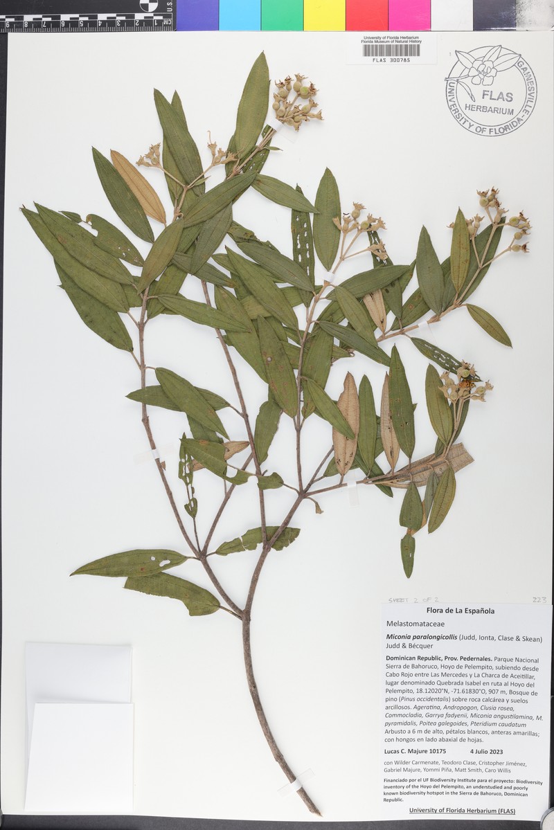 Miconia paralongicollis
