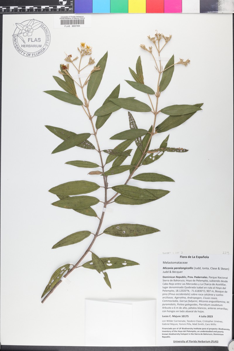 Miconia paralongicollis photo 2