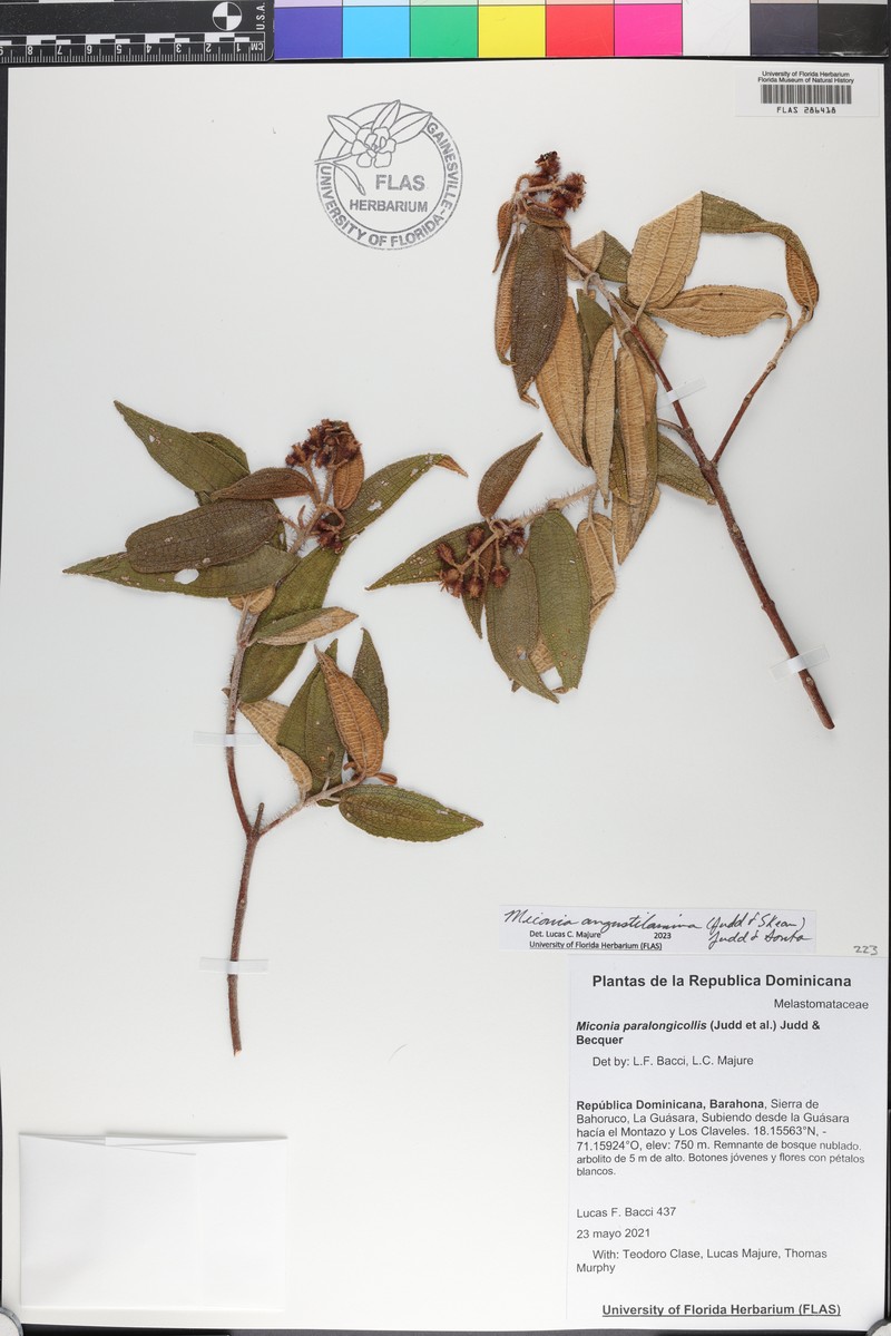 Miconia paralongicollis photo 3