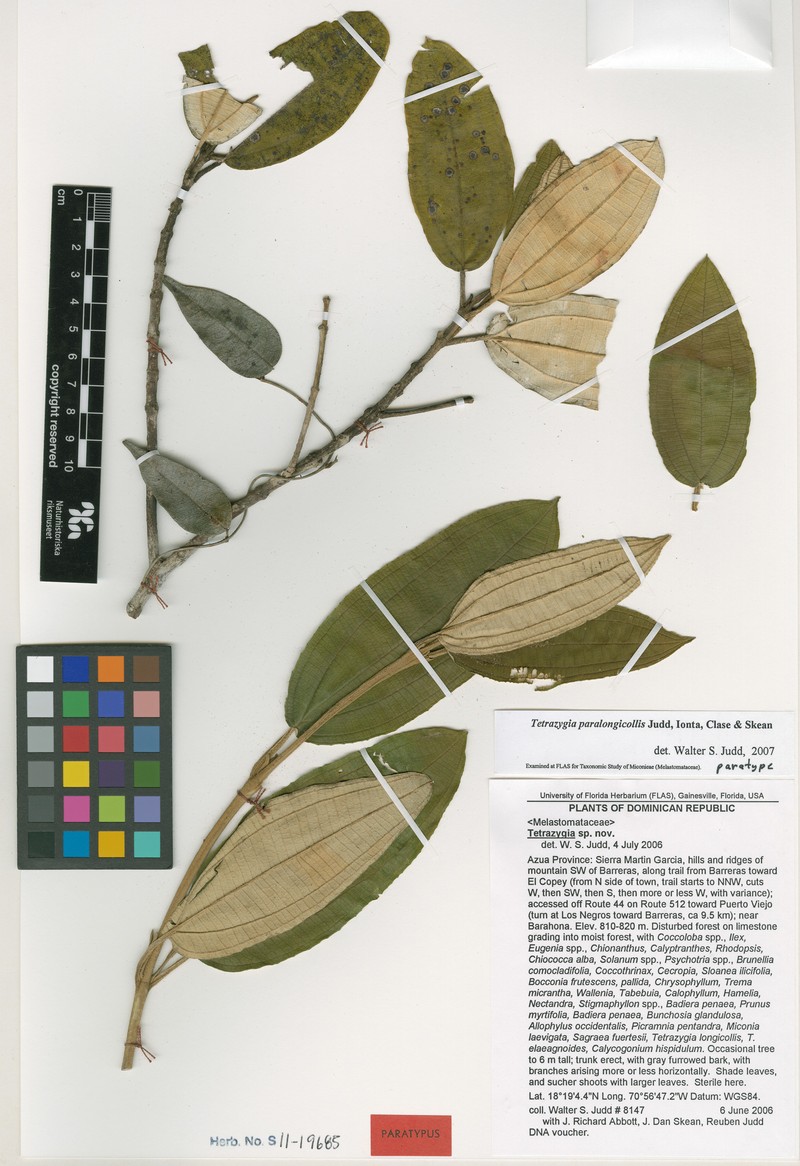 Miconia paralongicollis photo 4