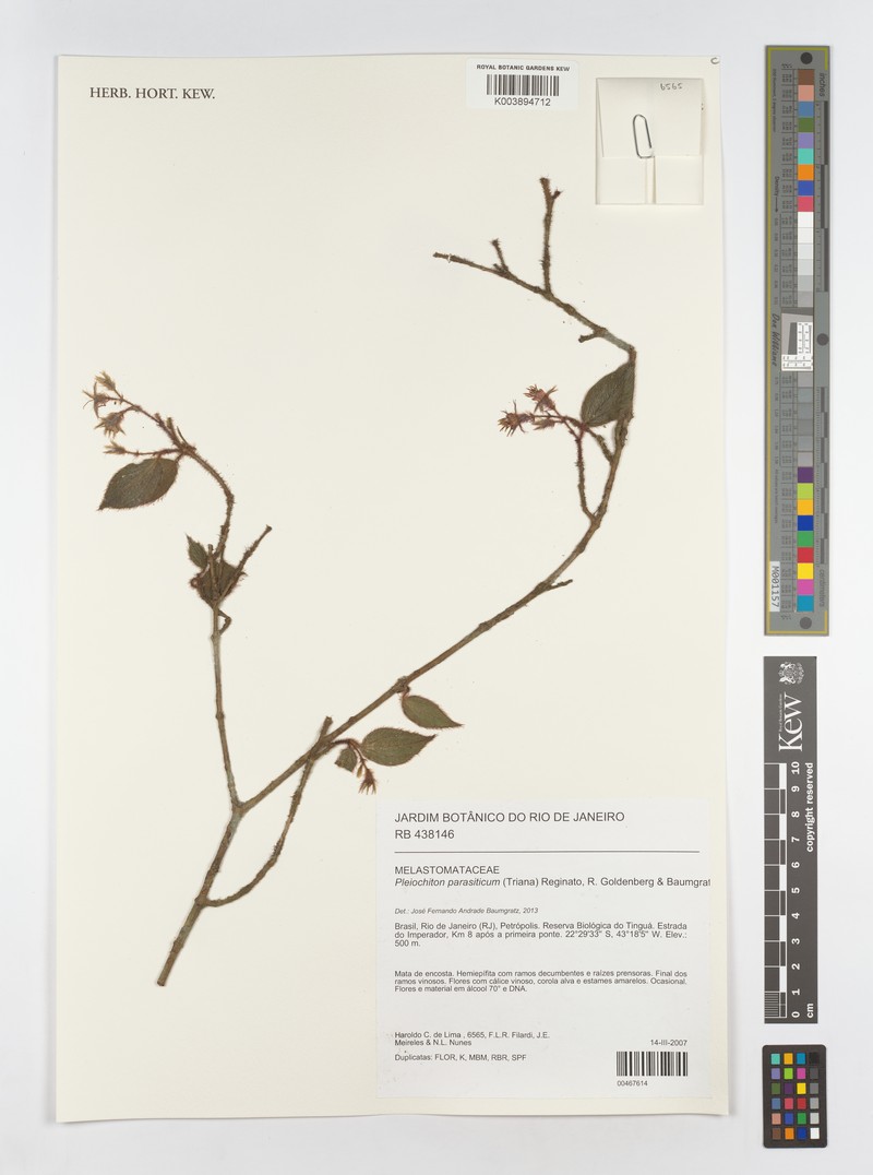Miconia parasitica