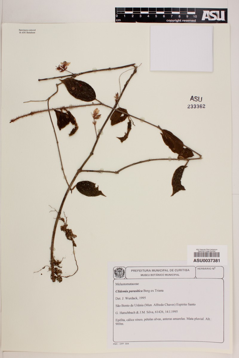 Miconia parasitica photo 2