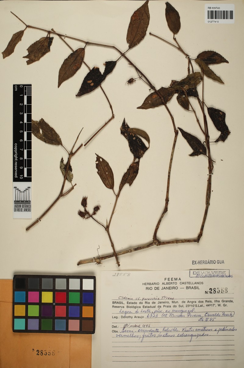 Miconia parasitica photo 3