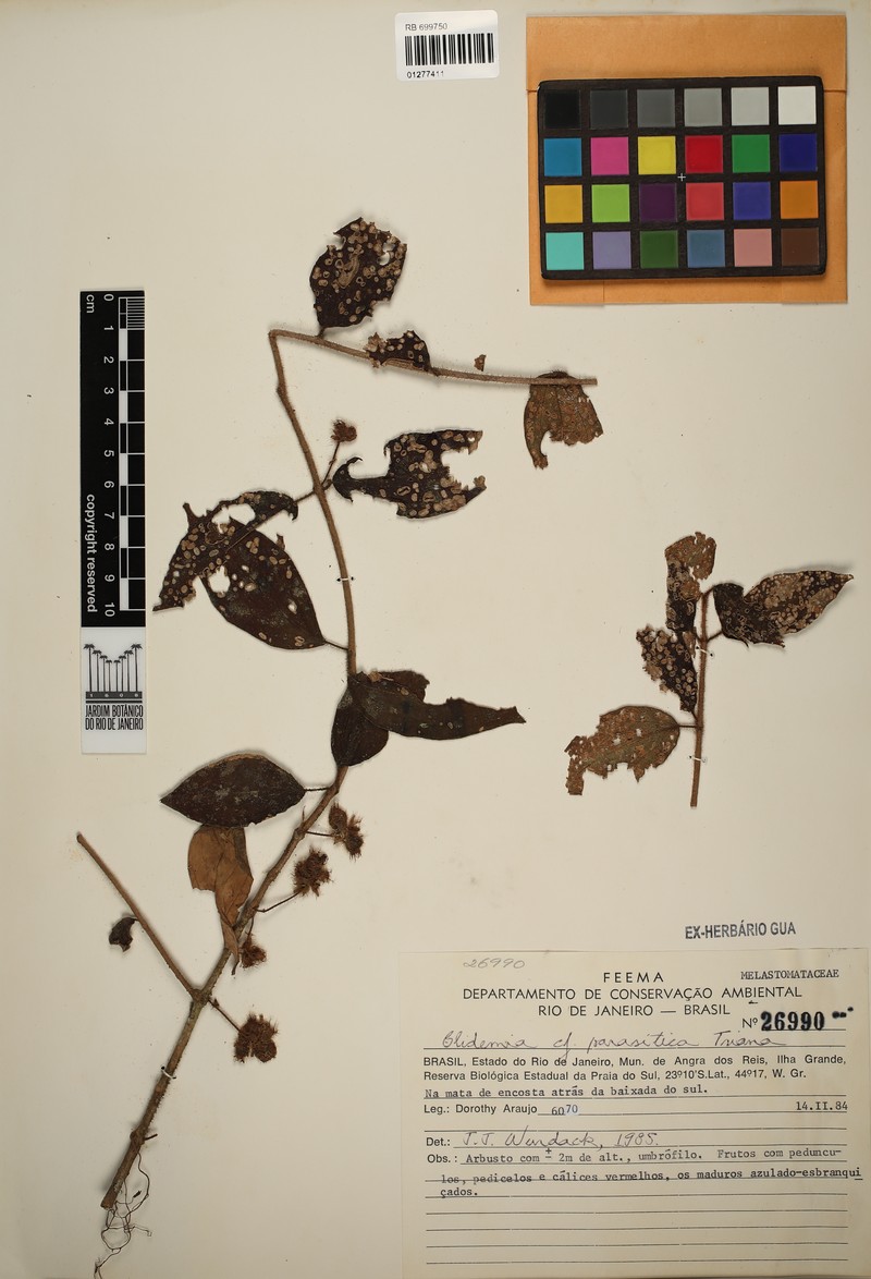 Miconia parasitica photo 4