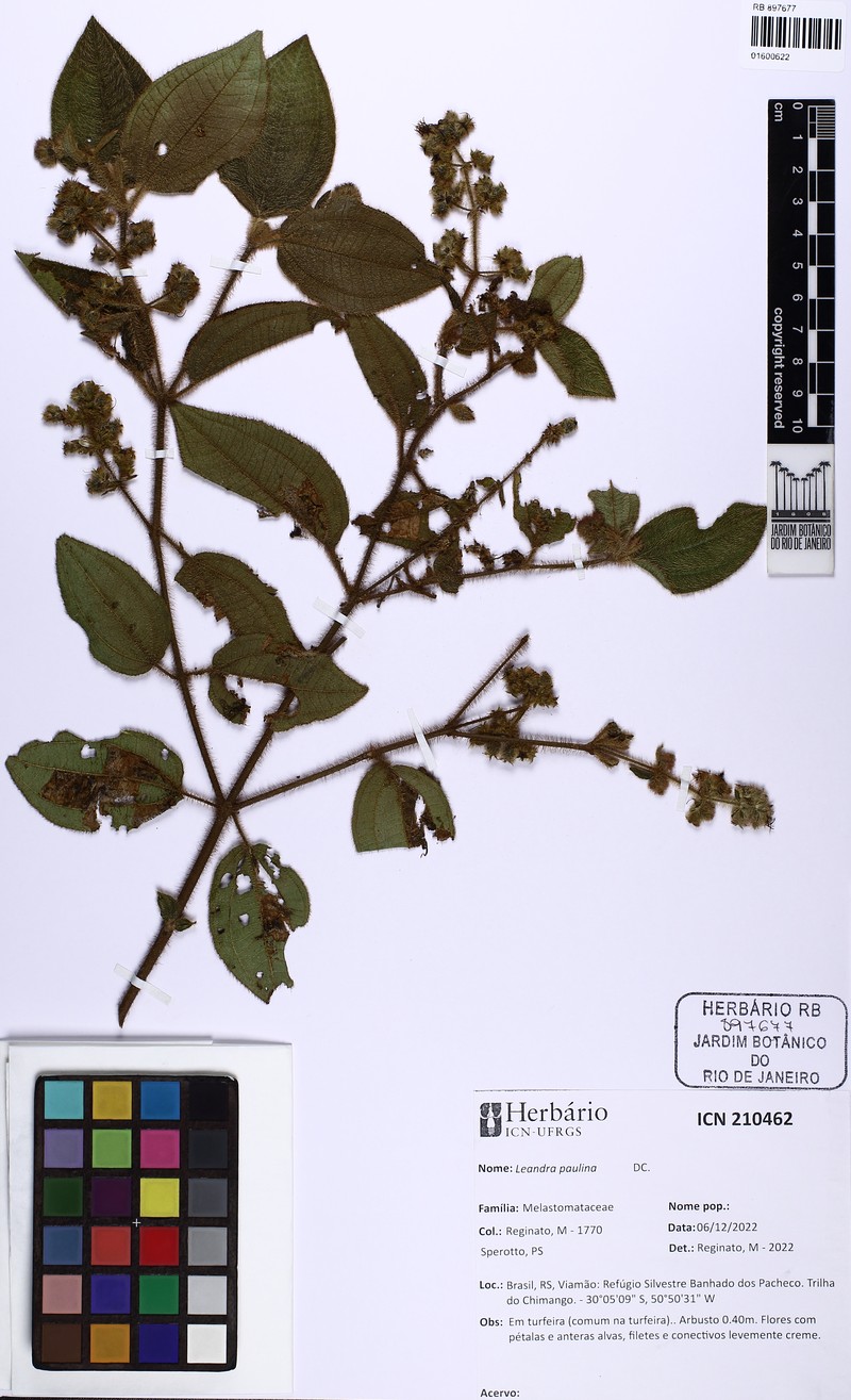 Miconia paulina