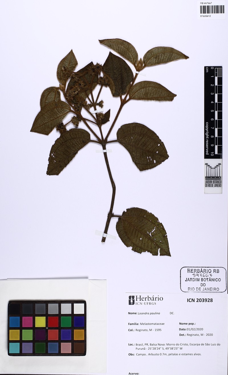 Miconia paulina photo 2