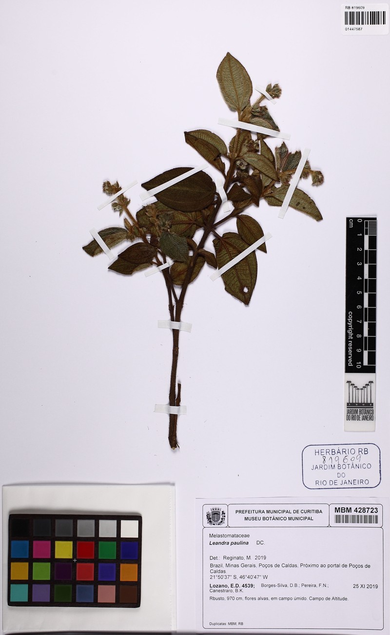 Miconia paulina photo 3