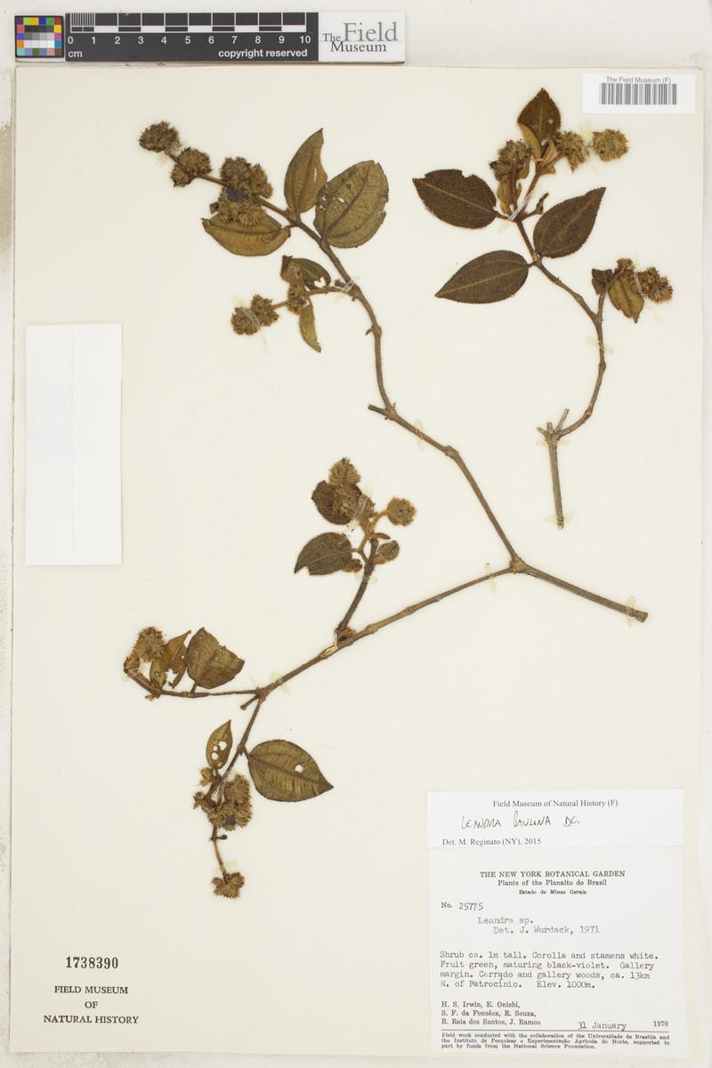 Miconia paulina photo 4