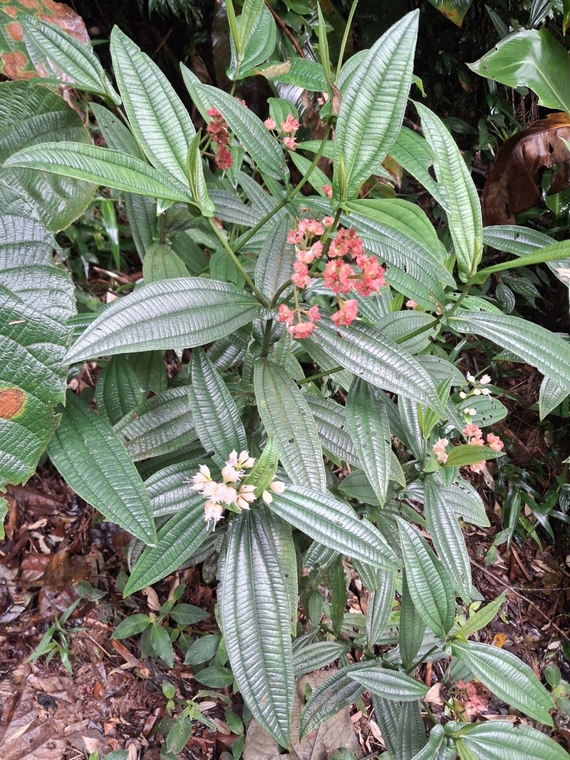 Miconia pectinata