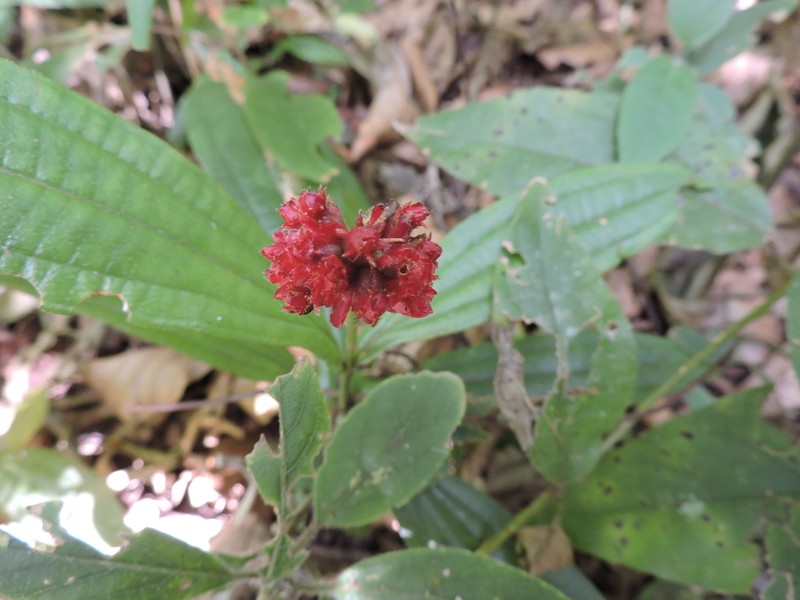 Miconia pectinata photo 2