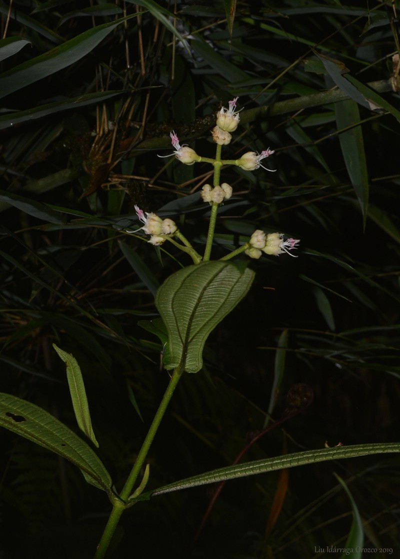 Miconia pectinata photo 3