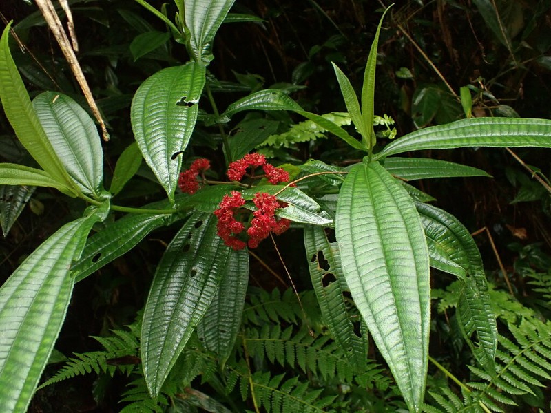 Miconia pectinata photo 4