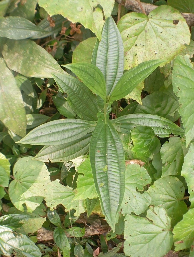 Miconia pectinata photo 5