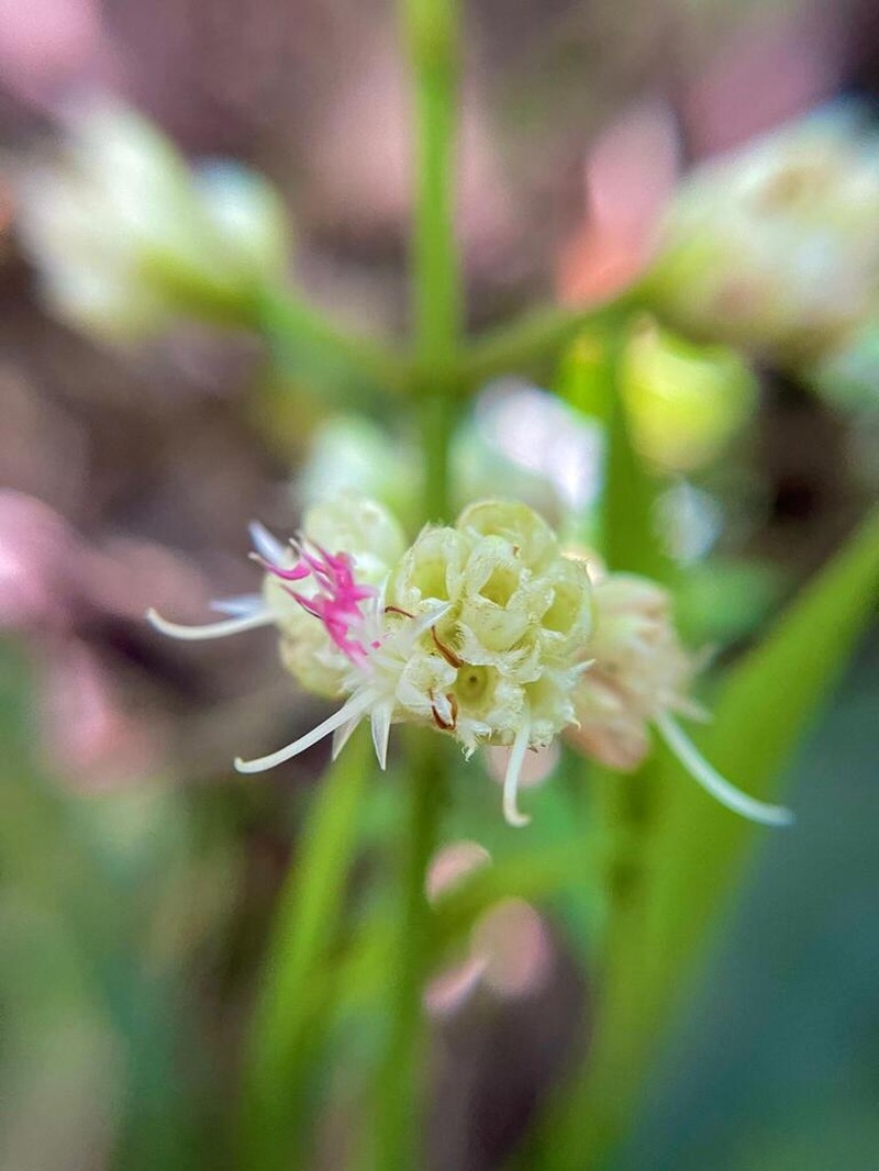 Miconia pectinata photo 6