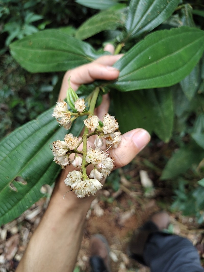 Miconia pectinata photo 7
