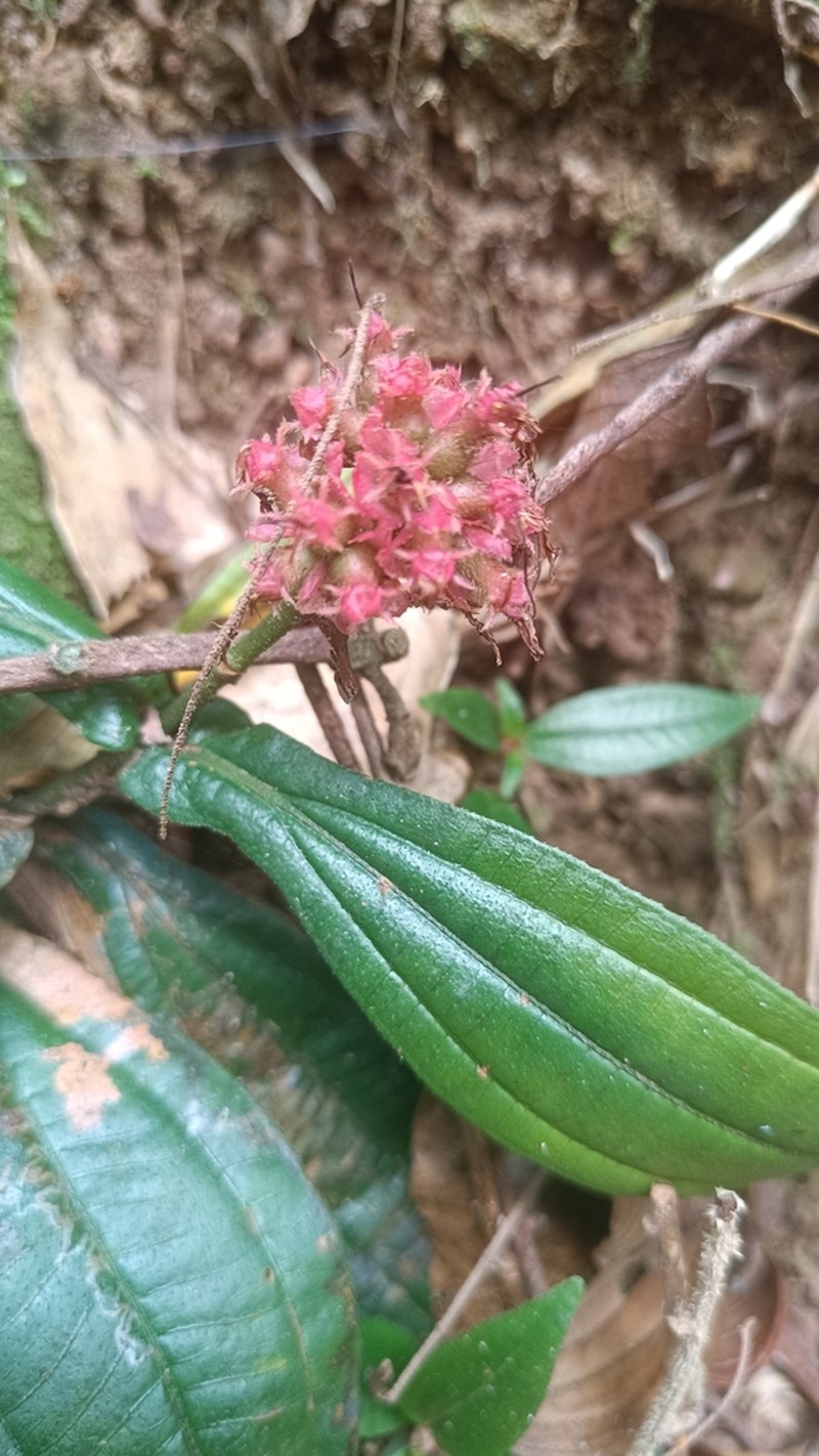 Miconia pectinata photo 8
