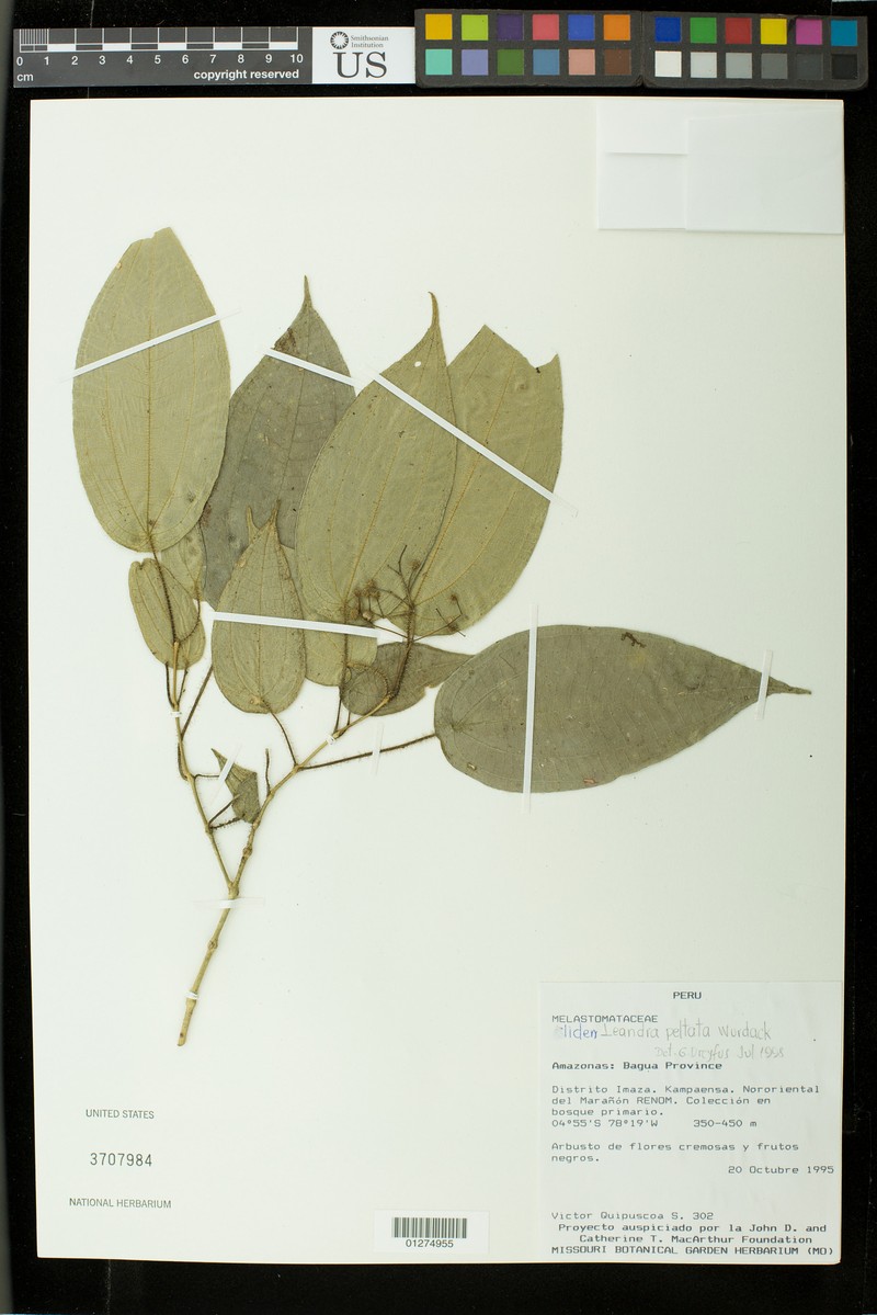 Miconia peltifolia