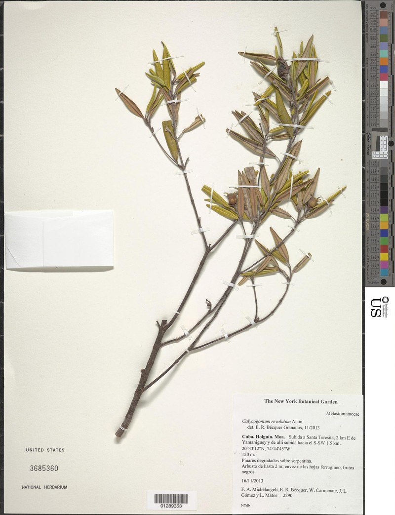 Miconia perezii